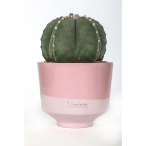 Cactus in vaso rosa, pianta d'appartamento per luoghi soleggiati.