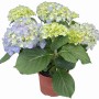 Ortensia da interno 'Blu' in vaso, ca. 14 cm Ø. Hydrangea Macrophylla con fiori blu.