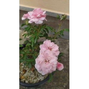 Rosa 't.b.t.' in vaso con delicati fiori rosa. Rosa a cespuglio per giardino e balcone.