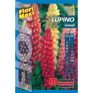 Confezione di semi di lupino 'Russel', multicolore. Semi di fiori per aiuole colorate.
