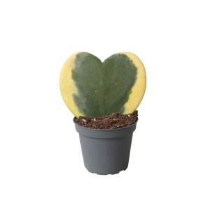 Succulenta t.b.t. a forma di cuore in vaso. Pianta decorativa da interno.