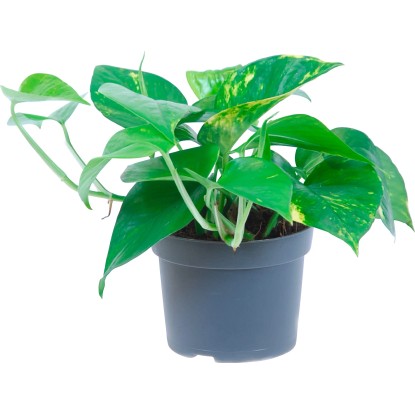 Pothos Aureum vaso Ø 12 cm