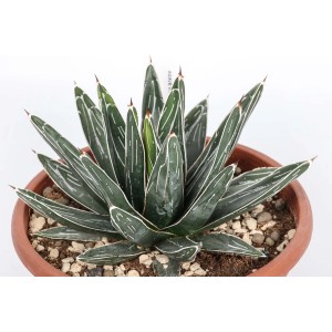 Succulenta t.b.t. in vaso, foglie verdi con strisce bianche. Pianta decorativa da interno.