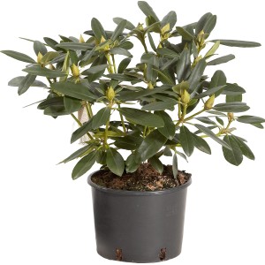Rododendro in vaso con foglie verdi e boccioli di fiori.
