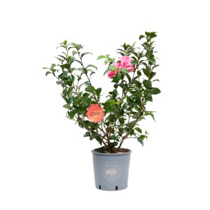 Arbusto t.b.t. con fiore rosa in vaso.