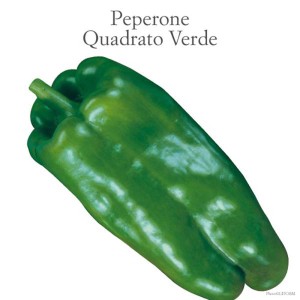 Peperone verde allungato, ideale per la coltivazione nel proprio orto.