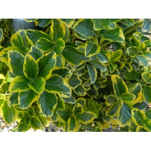 Pianta Evonomo con foglie verde-gialle.