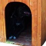 Cuccia per cani in legno tg grande 80x115 cm_3