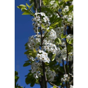 Albero t.b.t. in fiore con fiori bianchi su sfondo di cielo blu.