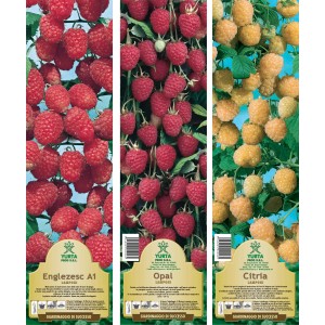 Tre varietà di Lampone: Englezesc A1 (rosso), Opal (rosso) e Citria (giallo).