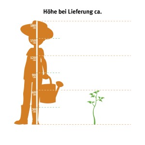 Illustrazione dell'altezza di consegna della Dieffenbachie Camilla (vaso Ø ca. 17cm) rispetto a una persona.