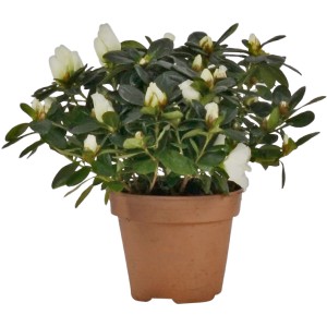 Azalea da interno bianca in vaso, diametro circa 13 cm.