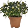 Azalea da interno bianca in vaso, diametro circa 13 cm.
