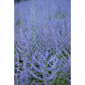 Perenne t.b.t. blu in fiore in un'aiuola. Pianta da giardino decorativa e resistente.