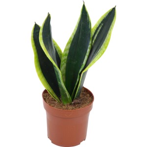 Sansevieria (pianta serpente) in vaso marrone, robusta pianta verde da interni.