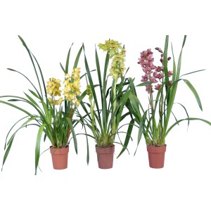 Tre orchidee Cymbidium in vaso (circa 14 cm Ø) in giallo, verde e rosa.