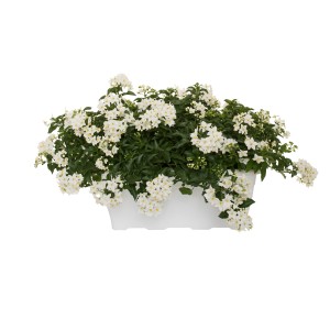 t.b.t. in vaso bianco: Pianta da interno fiorita per la tua casa.