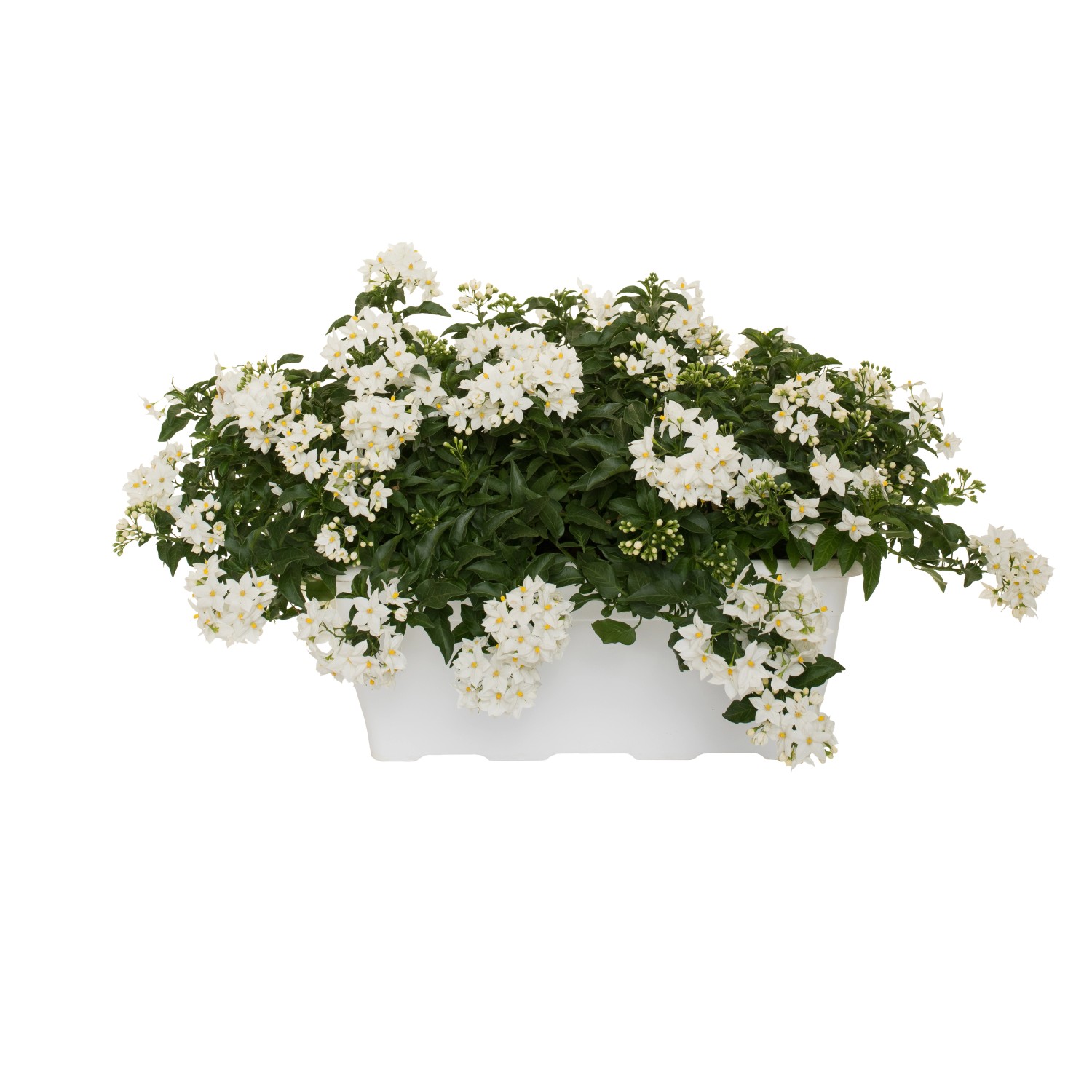 t.b.t. in vaso bianco: Pianta da interno fiorita per la tua casa.