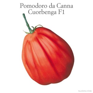 Immagine di un pomodoro rosso 'Cuorbenga F1' della categoria Ortaggi da frutto.