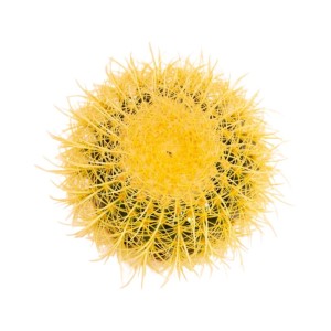 Echinocactus grusonii Cactus vaso Ø 23 cm