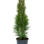 Pianta da siepe t.b.t. verde in vaso per il giardino.