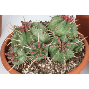 Succulenta t.b.t. verde e spinosa con piccoli fiori rossi in vaso di terracotta.