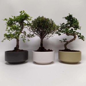 Tre alberi bonsai t.b.t. in vasi colorati.