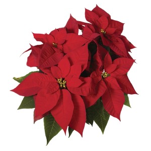 Stella di Natale rossa con foglie verdi.