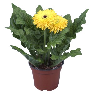 Gerbera gialla in vaso, GROW by OBI, circa 12 cm di diametro. Pianta da interno fiorita.