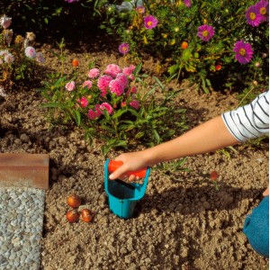 Gardena trapiantatore per bulbi in uso: piantare bulbi di fiori è facile.