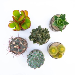 Vari cactus e piante grasse in vaso, fotografati dall'alto.