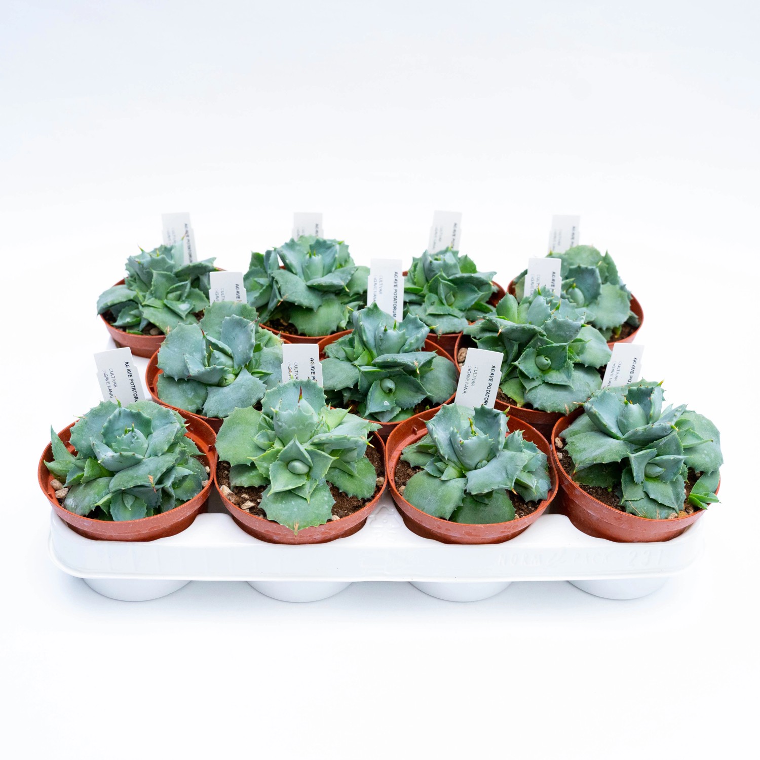 Agave potatorum japan coltivata in vaso Ø 10,5 cm OBI