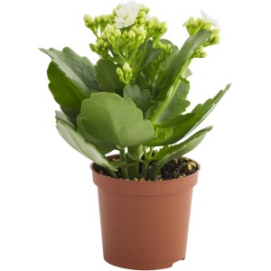 Kalanchoe t.b.t. con fiori bianchi in vaso, pianta da interno.