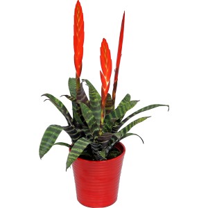 Vriesea Era in vaso rosso, pianta d'appartamento Spada di fuoco con spighe di fiori rossi.
