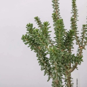 Ceraria namaquensis pianta succulenta in vaso Ø 10,5 cm
