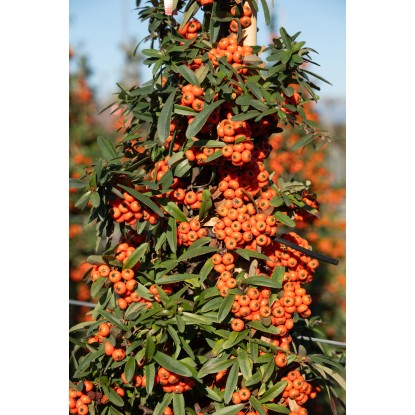 Pyracantha `Navaho`