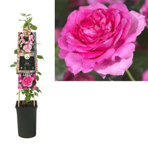 Rosa antica in vaso: t.b.t. con fiore rosa. Ideale per giardino e aiuola.