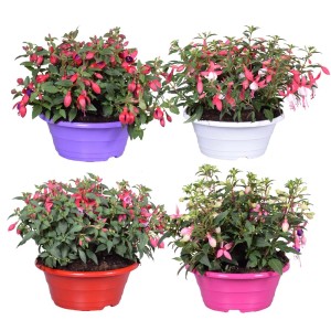 Piante fiorite t.b.t. in vasi viola, bianco, rosso e rosa.