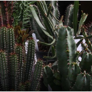 Euphorbia Mix pianta grassa vaso Ø 13 cm