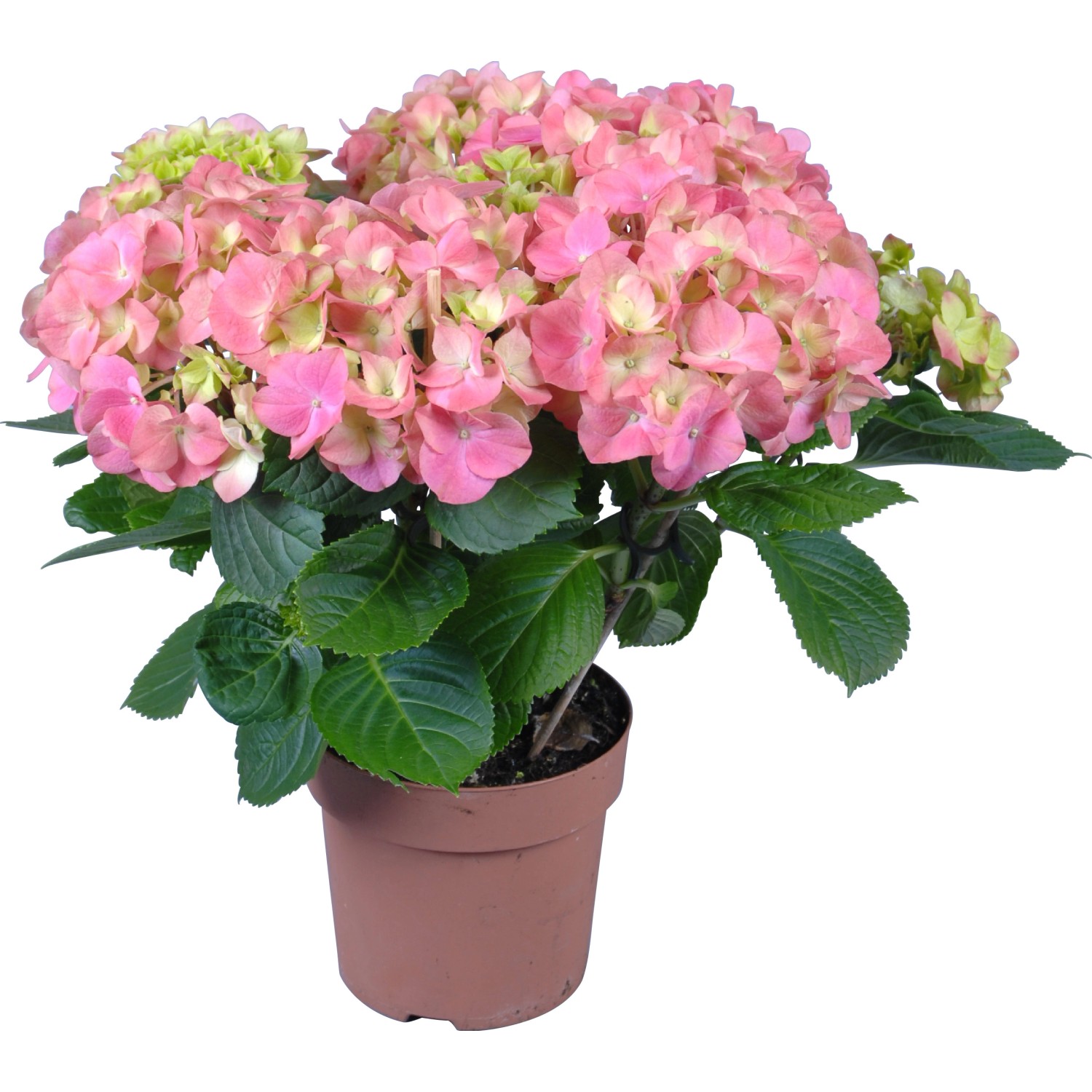 Ortensia da interno rosa in vaso marrone, diametro vaso circa 14 cm.