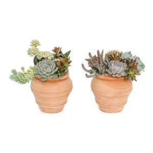Due composizioni di piante grasse in vasi di terracotta.