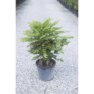 t.b.t. in vaso, pianta da siepe sempreverde con bacche bluastre.