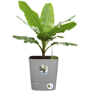 Vaso quadrato Elho Greensense Aqua Care color cemento chiaro con pianta di banana e indicatore del livello dell'acqua.
