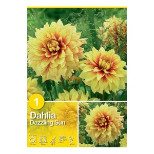 Dalia giallo-arancio 'Dazzling Sun', fiore estivo per aiuole e bordure.