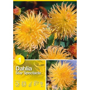 Dalia gialla Star Spectacle: fiore estivo per aiuole e bordure.