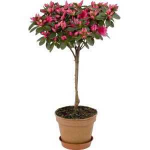 Azalea da interno rosa su tronco in vaso, circa 14 cm di diametro.