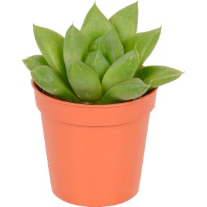 Mini succulenta Haworthia in vaso (circa 5,5 cm), foglie verdi.