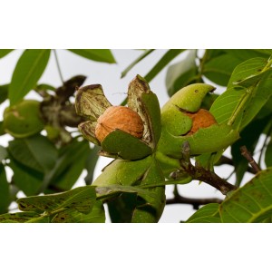 Noci sull'albero, frutti maturi nel guscio verde. Categoria: Altri alberi da frutto.