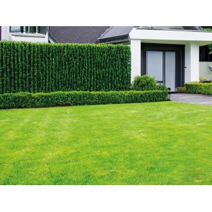 Prato verde con siepe di erba sintetica t.b.t. in giardino davanti a una casa.