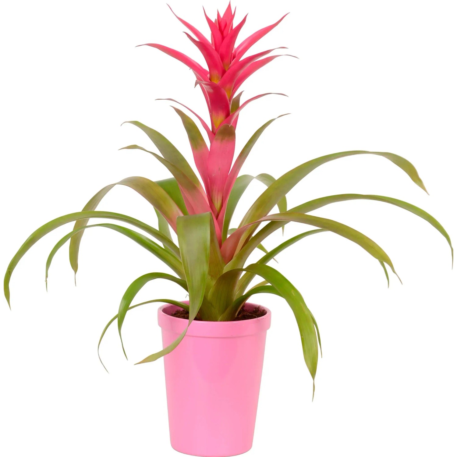 Mix di bromelie in vaso di ceramica rosa, Ø vaso ca. 13 cm. Pianta d'appartamento decorativa con fiore rosso.
